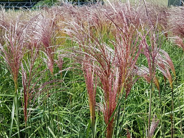 Miscanthus sinensis "Malepartus" - (Garten-Chinaschilf "Malepartus"),
